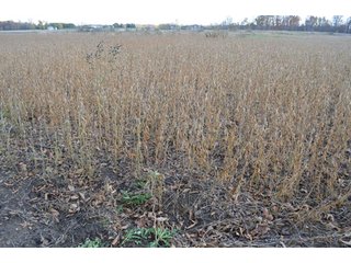 Property photo 87 - 127 Acres Offered in 8 Tracts - Allen & Dekalb County Land